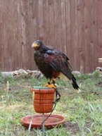 Falcons